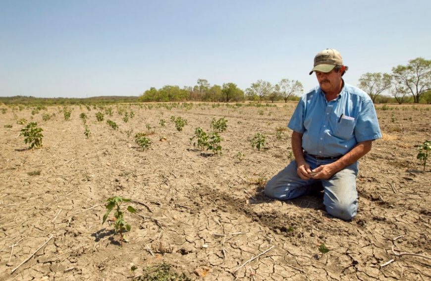 Страховка от засухи: фермеры получают страховые выплаты