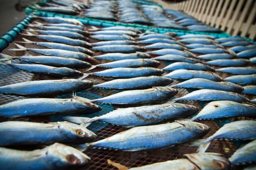 shutterstock tuna fish В Казахстане выросли цены на рыбу и морепродукты