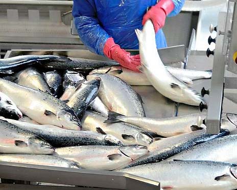 1 8 Казахстанским производителям рыбы будут субсидировать затраты