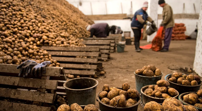 В Казахстане введут запрет на экспорт картофеля