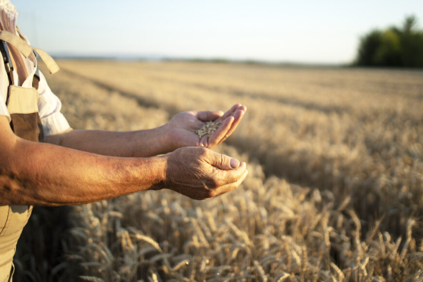 farmers hands wheat crops field Участникам зернового рынка упростили возврат суммы превышения НДС