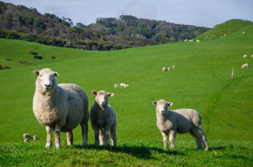 closeup shot sheep grassland Закон о личном подсобном хозяйстве решит проблему нехватки пастбищ