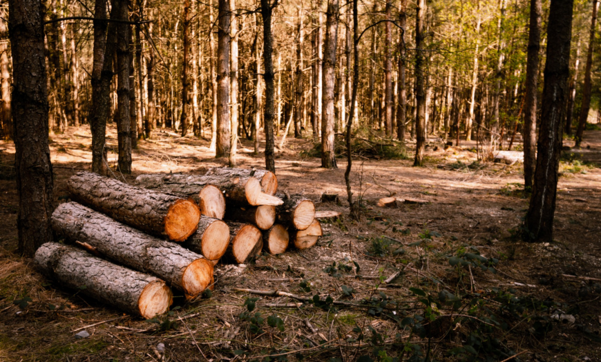 izobrazhenie 2022 05 04 150644902 В Казахстане хотят продлить запрет на вывоз отдельных видов лесоматериалов