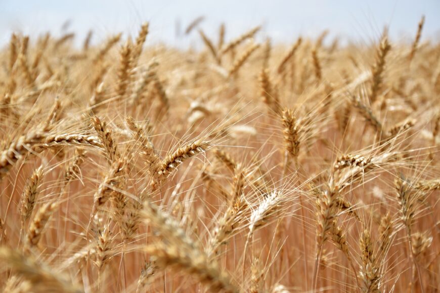growing wheat wind Посев аграриями завершен в строго оптимальные сроки сева